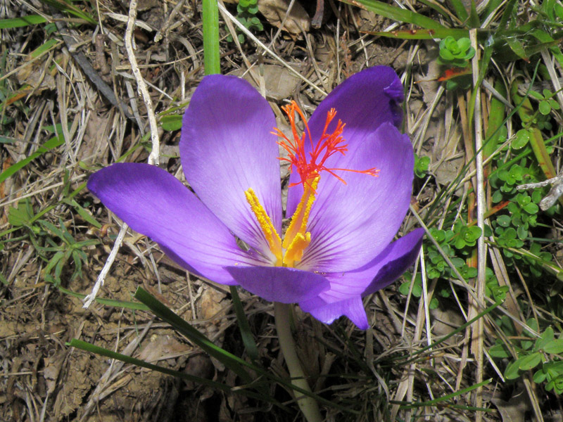 Crocus ligusticus / Zafferano ligure